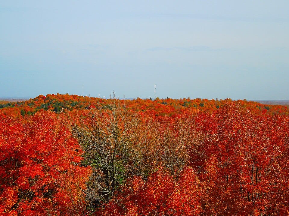 Pearson Lake - Photo 1