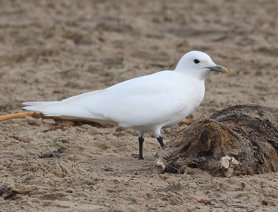 Pismo State Beach - Photo 1