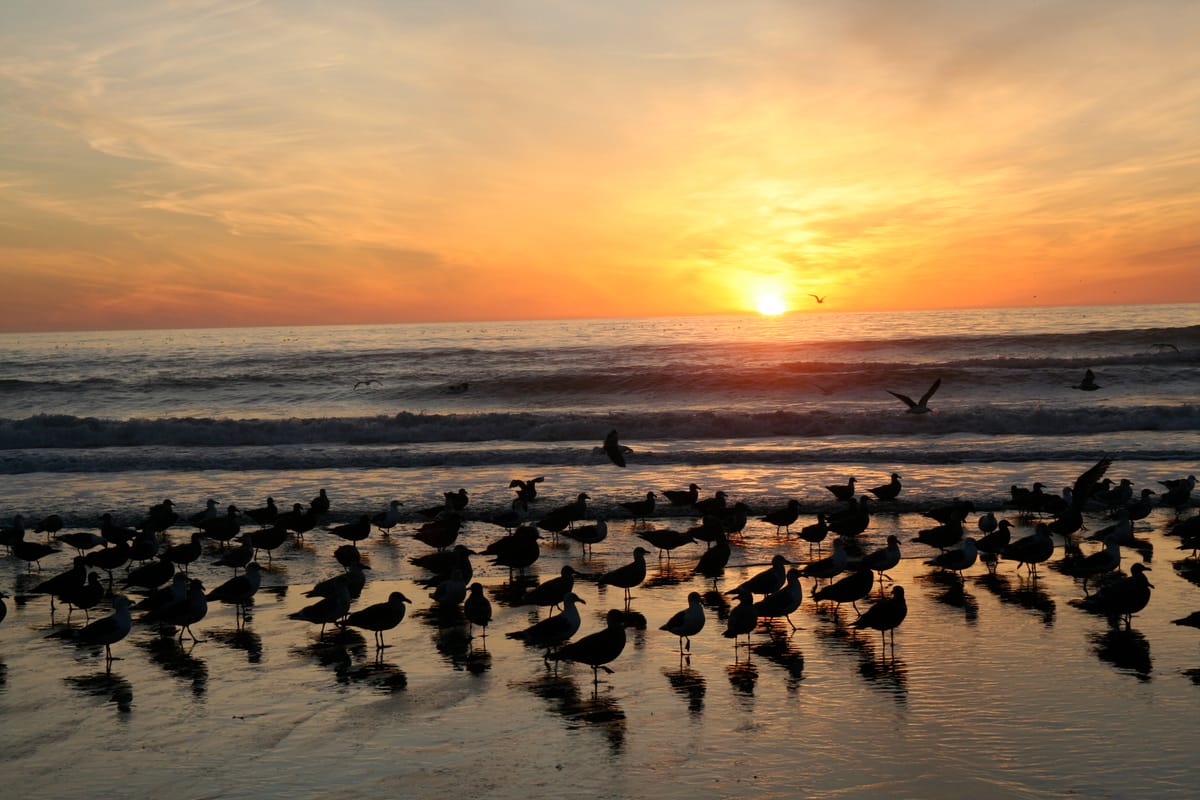 Manresa Uplands State Beach & Campground - Photo 1