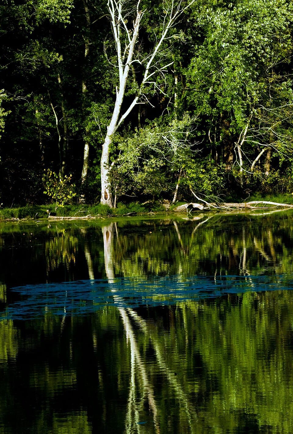 Radnor Lake - Photo 1