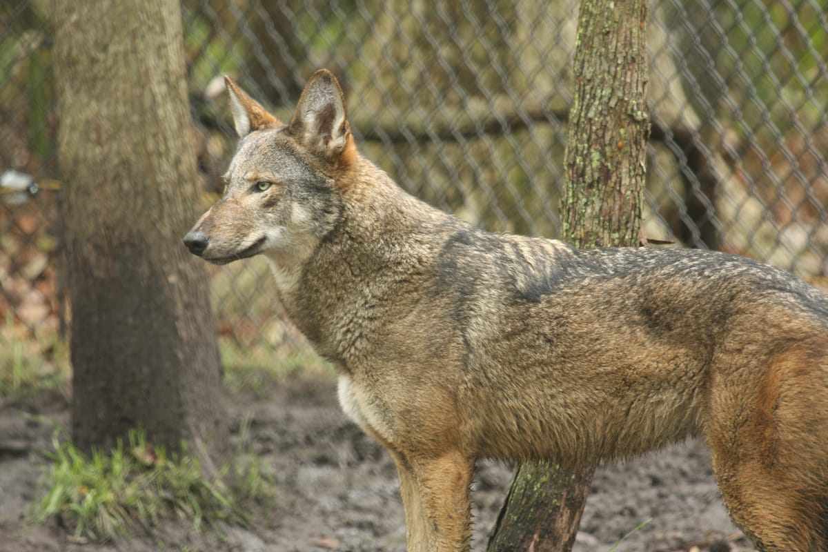 Ellie Schiller Homosassa Springs Wildlife State Park - Photo 1