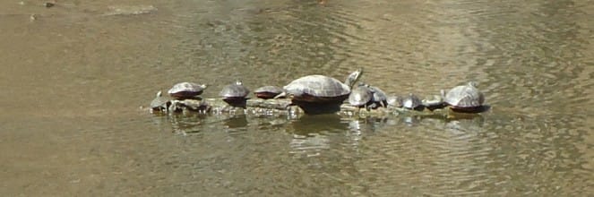 Turtle Lake Park - Photo 1