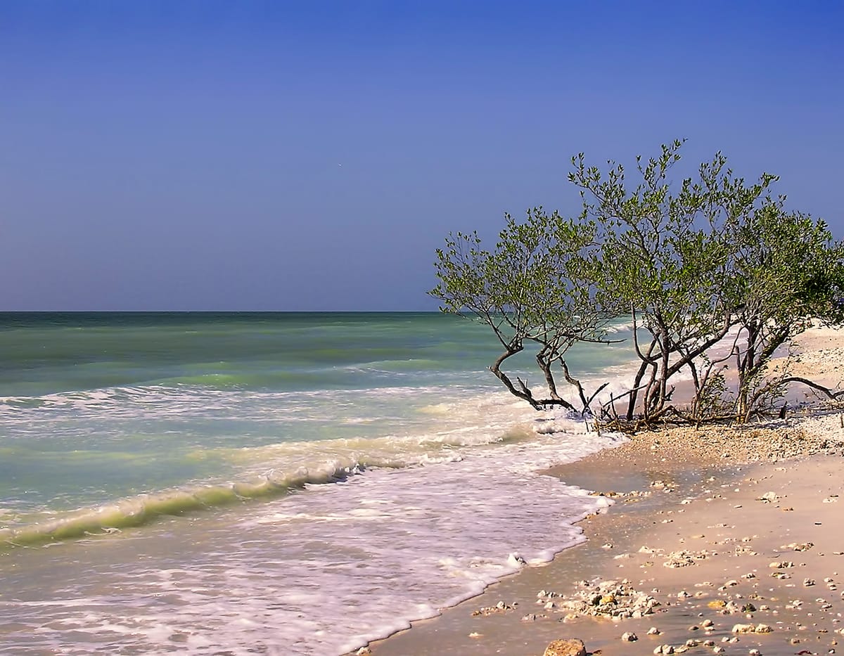 Honeymoon Island Beach - Photo 1