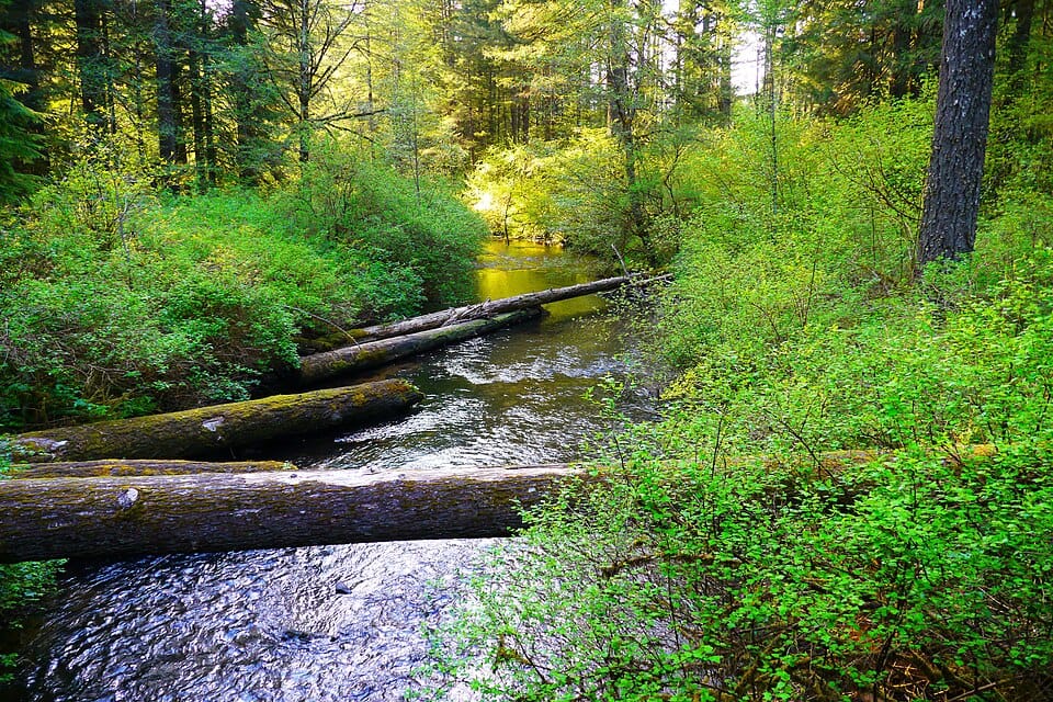 State Creek - Photo 1