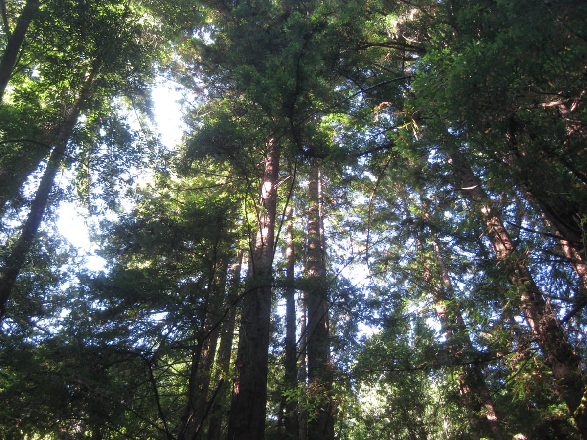 Navarro River Redwoods State Park - Photo 1