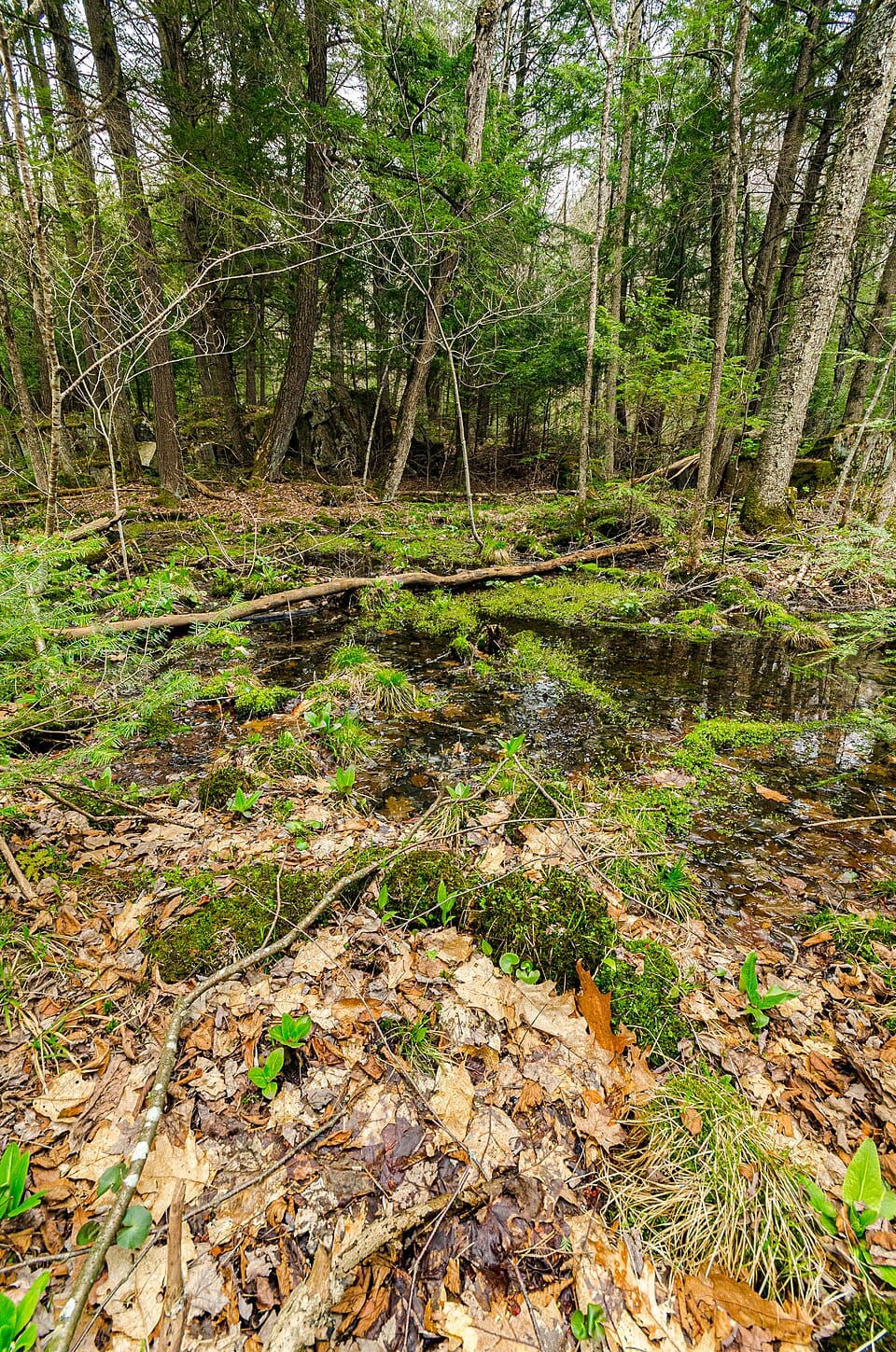 Dells of the Eau Claire River - Photo 1