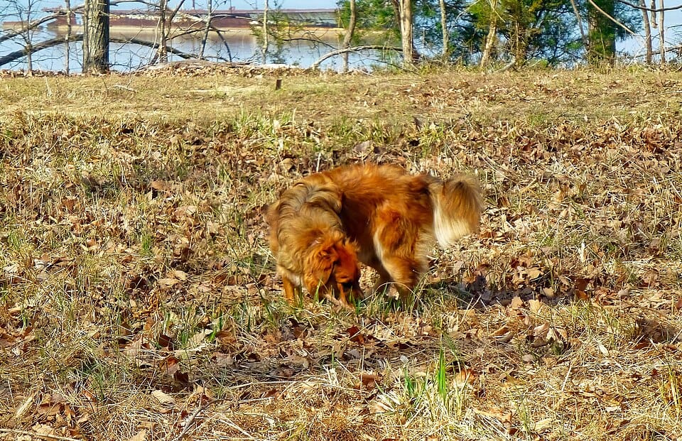 Mallows Bay Park - Photo 1