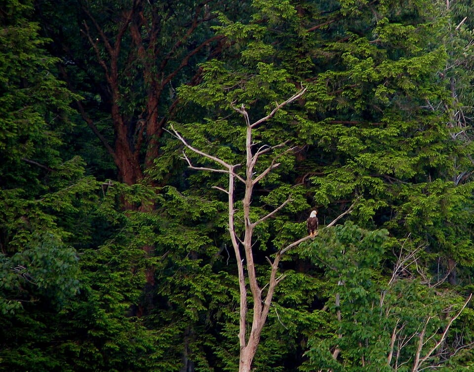 Eagle Lake - Photo 1