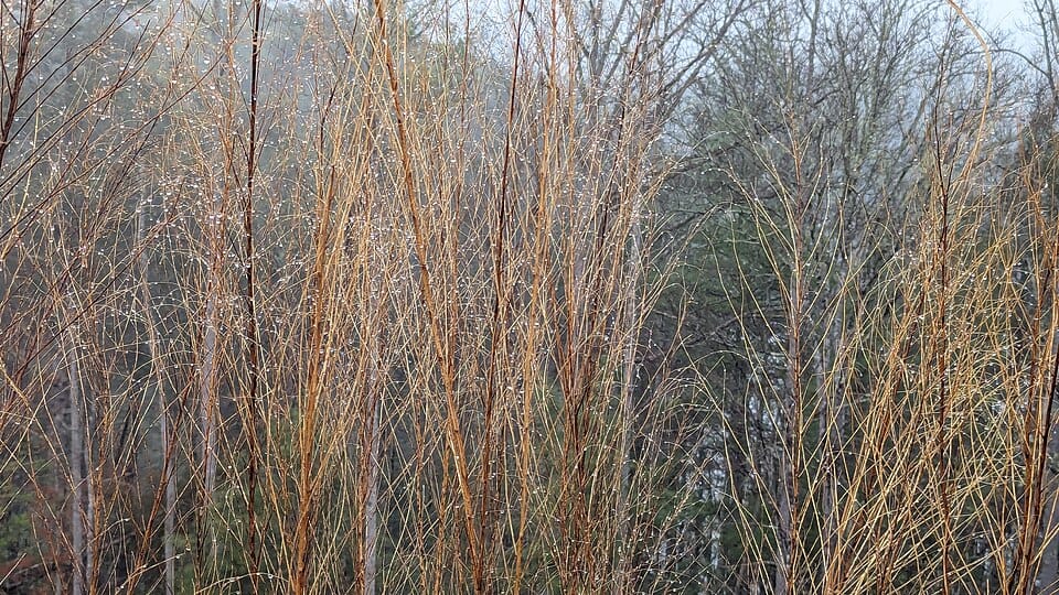 Lake James State Park - Photo 1