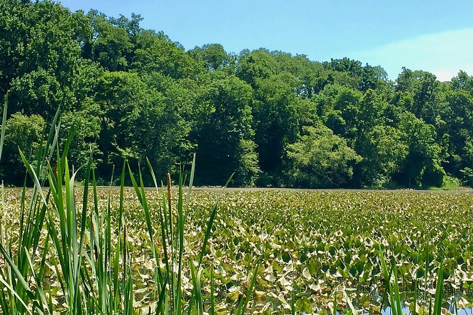 Spring Lake - Photo 1
