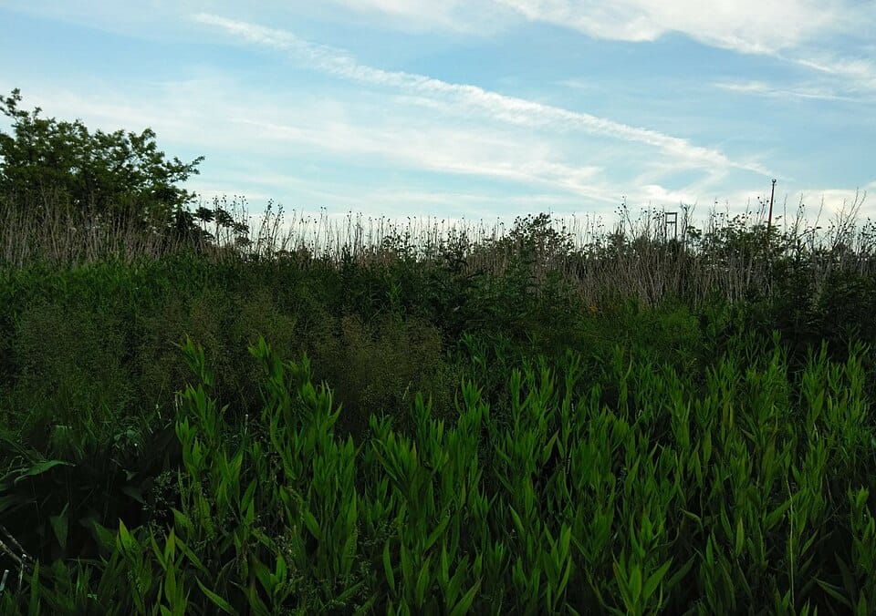 Brooklyn Bridge Park Pier 6 Liberty Lawn - Photo 1