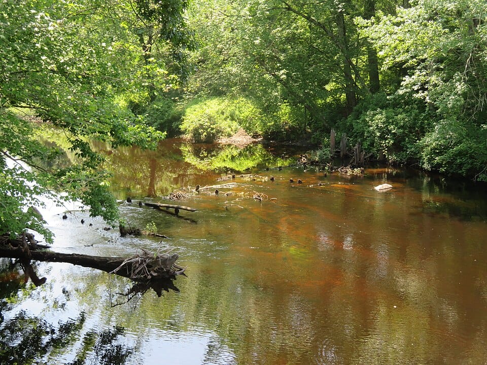 Branch River - Photo 1