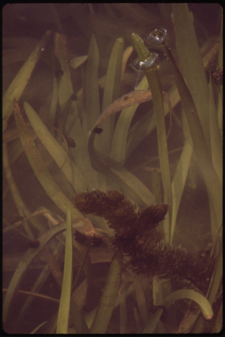 Blue Springs Lake - Photo 1