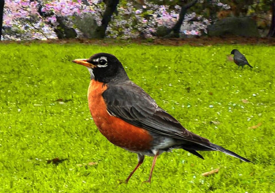 Robin Bird Spring - Photo 1