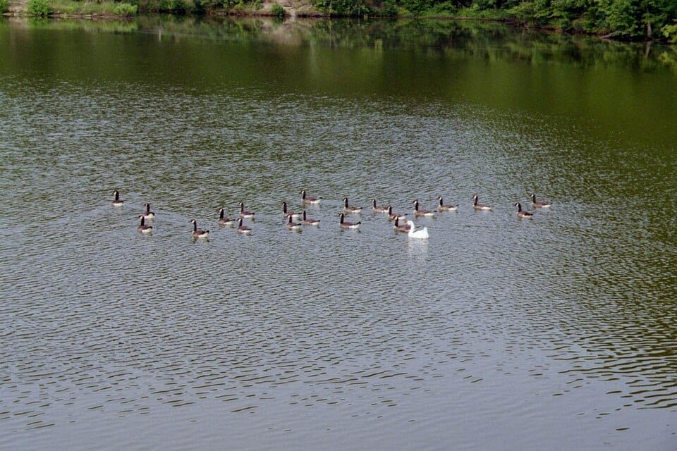 Lake Murphysboro - Photo 1
