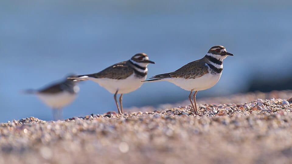 Hammonasset Beach - Photo 1
