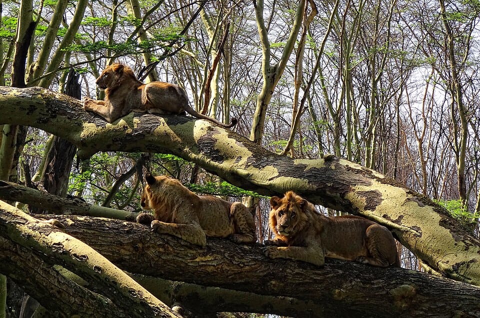 Lions Lake - Photo 1