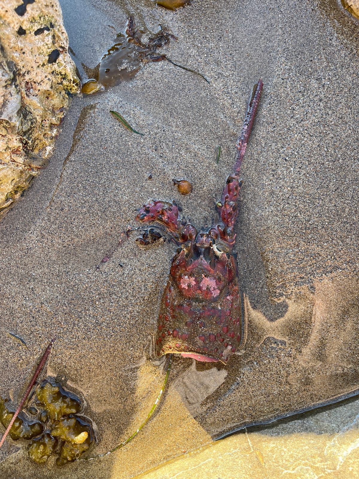 Abalone Cove Park - Photo 1