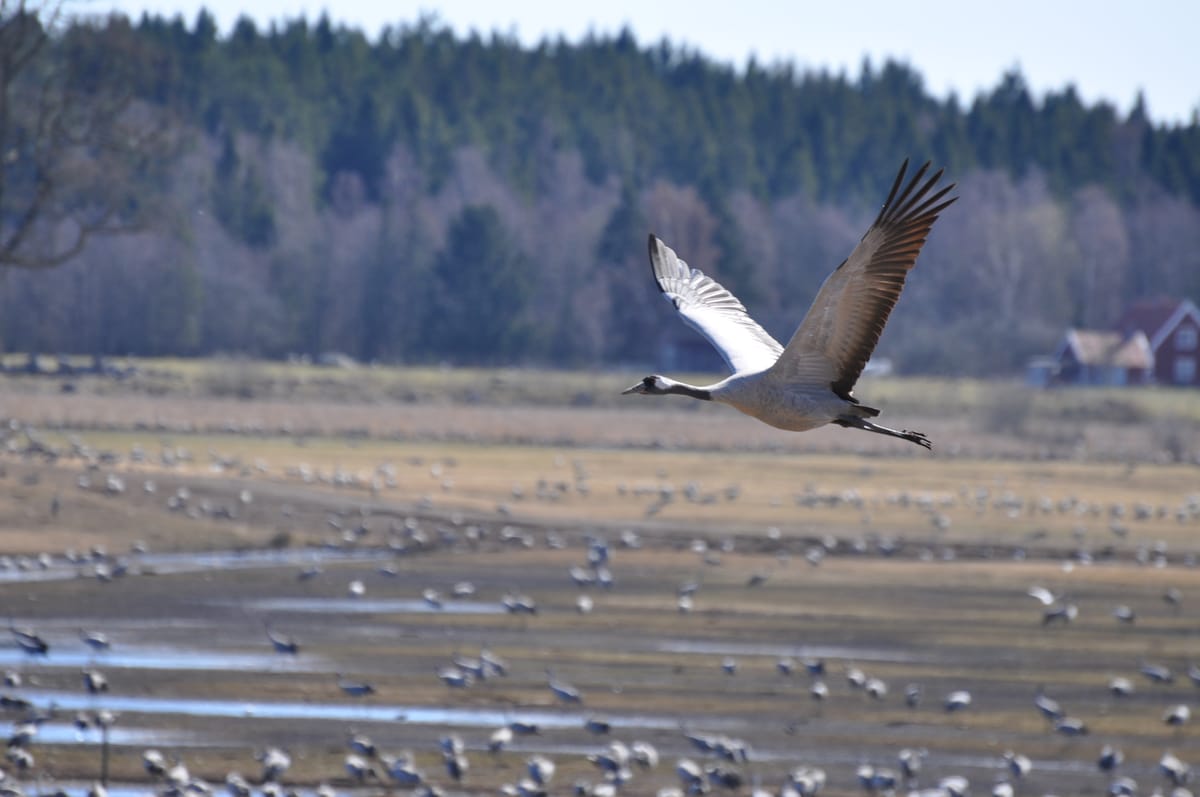 Crane Lake - Photo 1