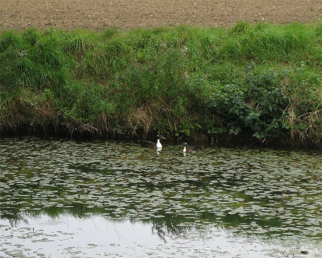 Wild Duck Pond - Photo 1