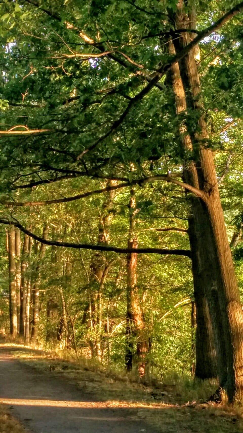 Mystic Lakes - Photo 1