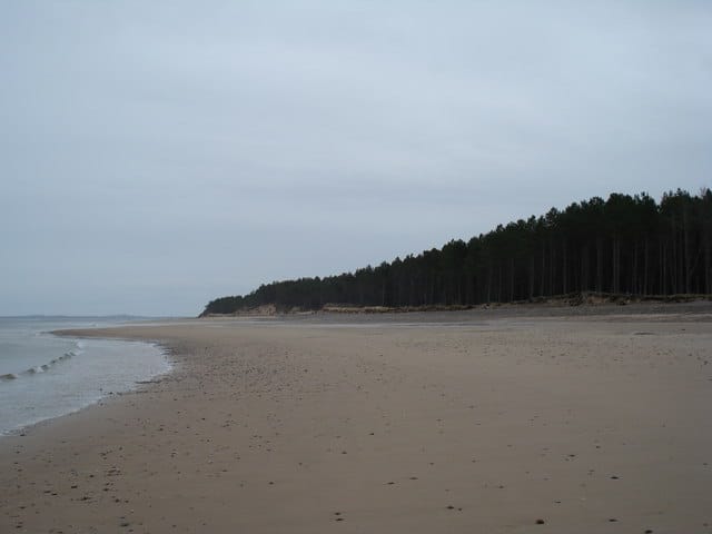 Forest Beach - Photo 1