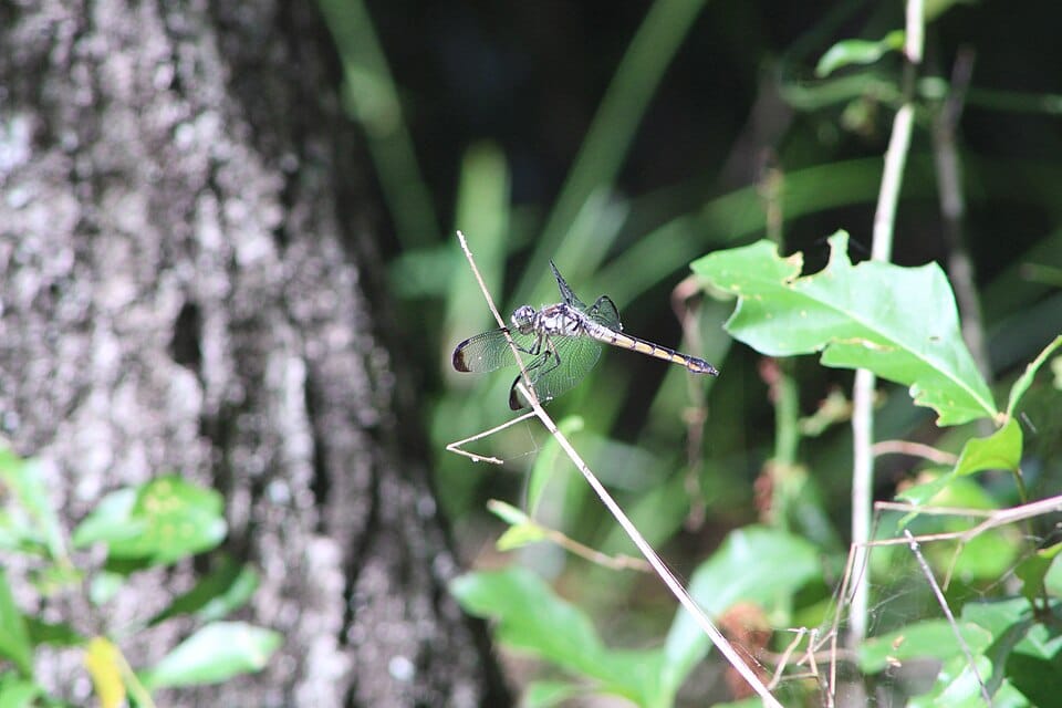 Turkey Creek - Photo 1