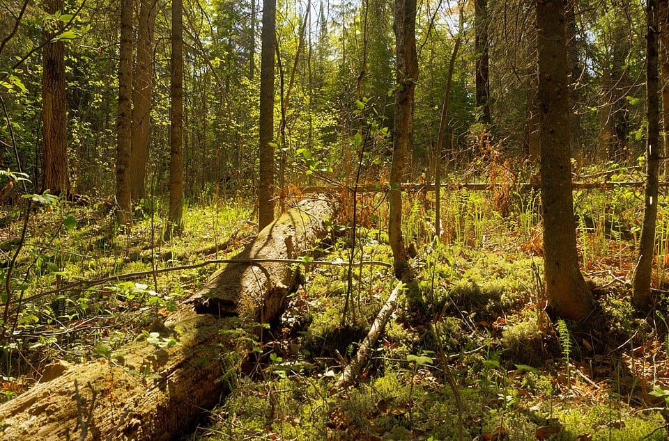 Brule River State Forest - Photo 1