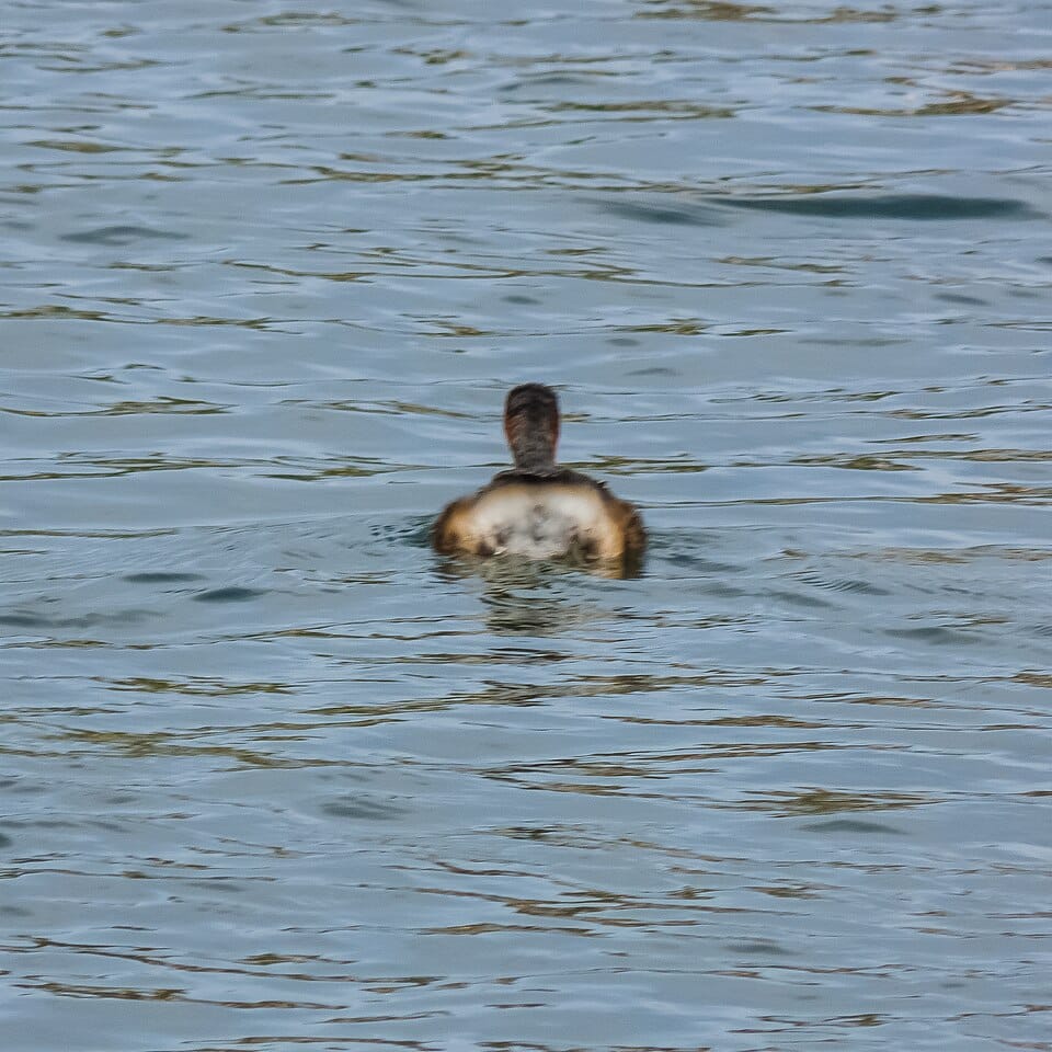 Forest Lake - Photo 1