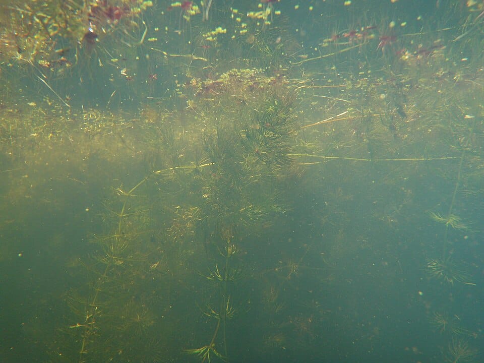 Bush Lake - Photo 1
