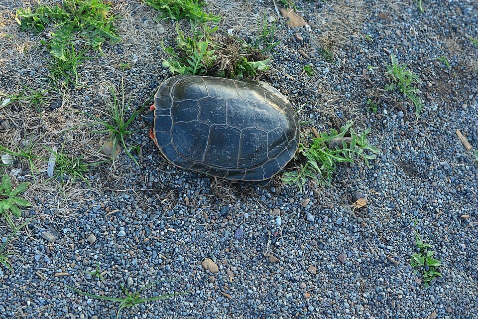 Turtle Lake - Photo 1