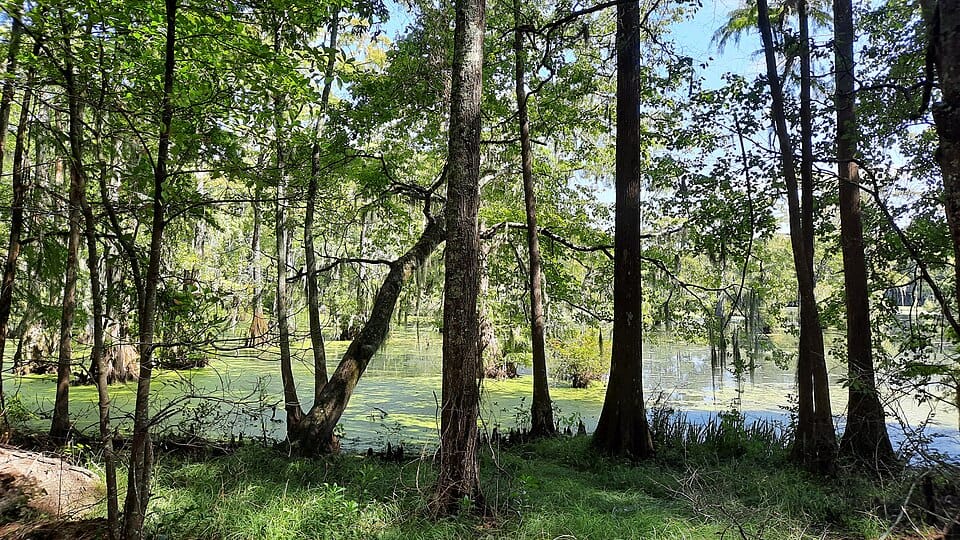 Merchants Millpond - Photo 1