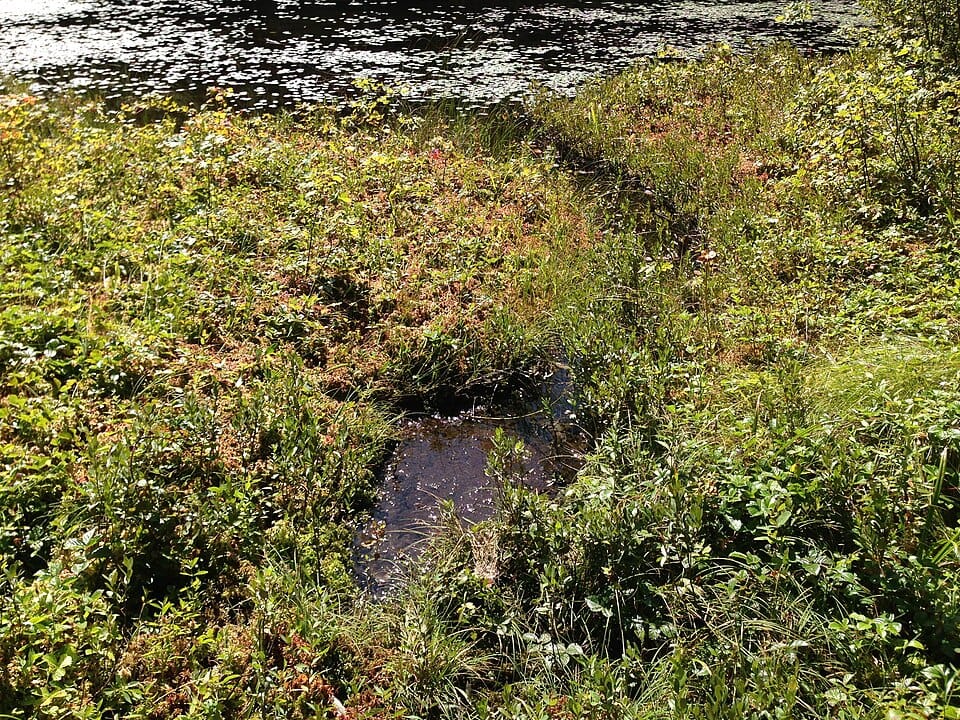 Moss Cove - Photo 1