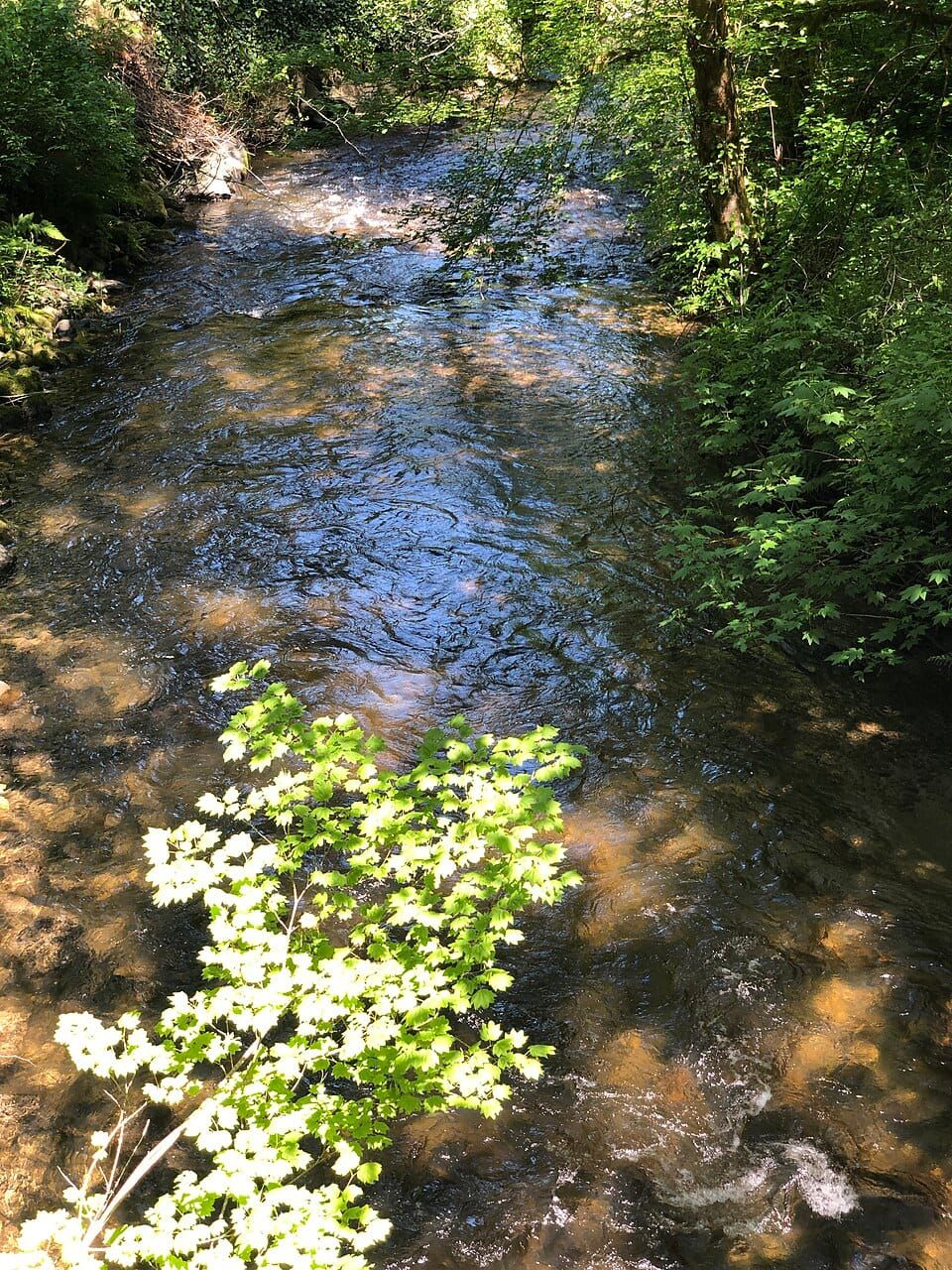 Issaquah Creek