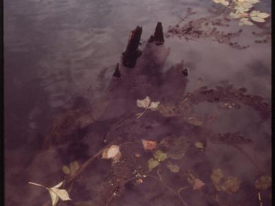 Gunter Lake