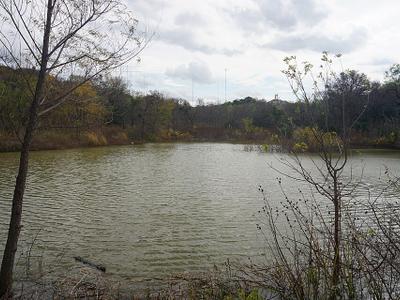 Duck Pond
