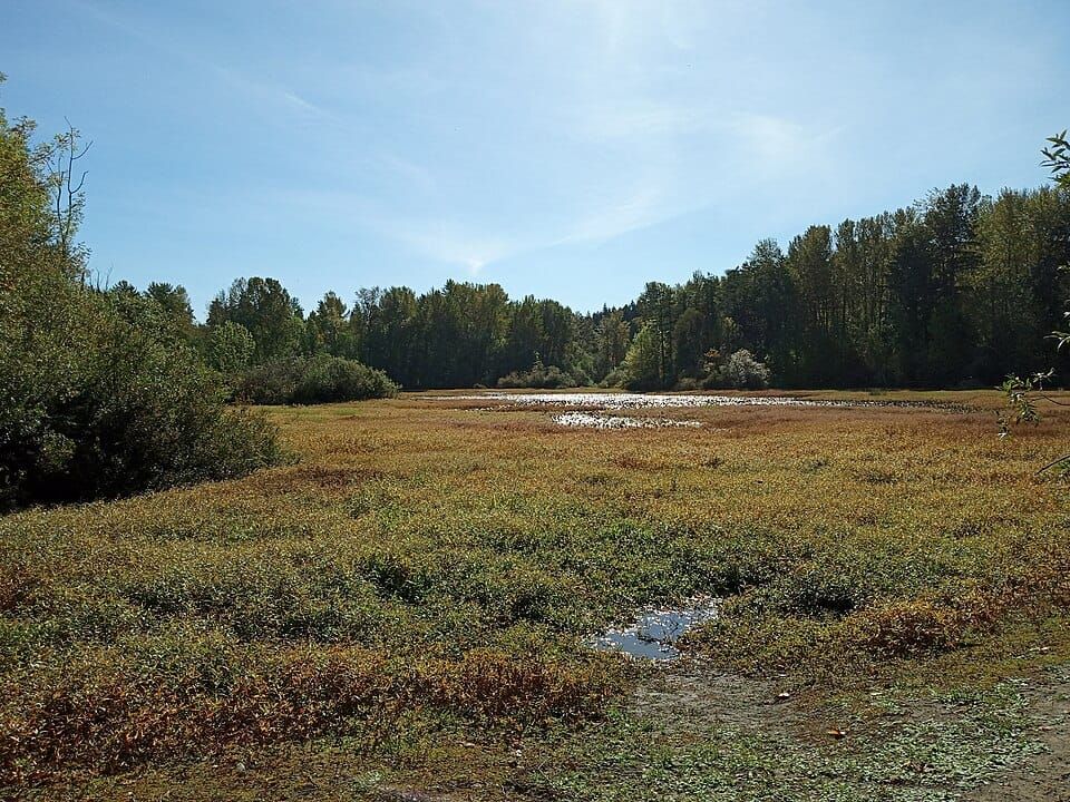 Panther Lake