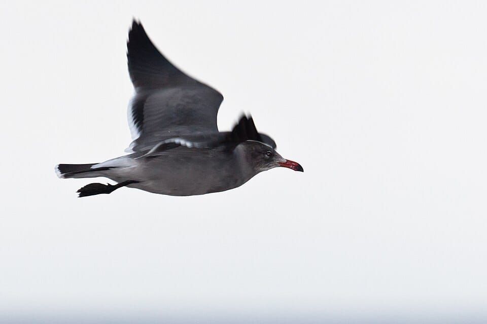 Morro Strand State Beach Campground