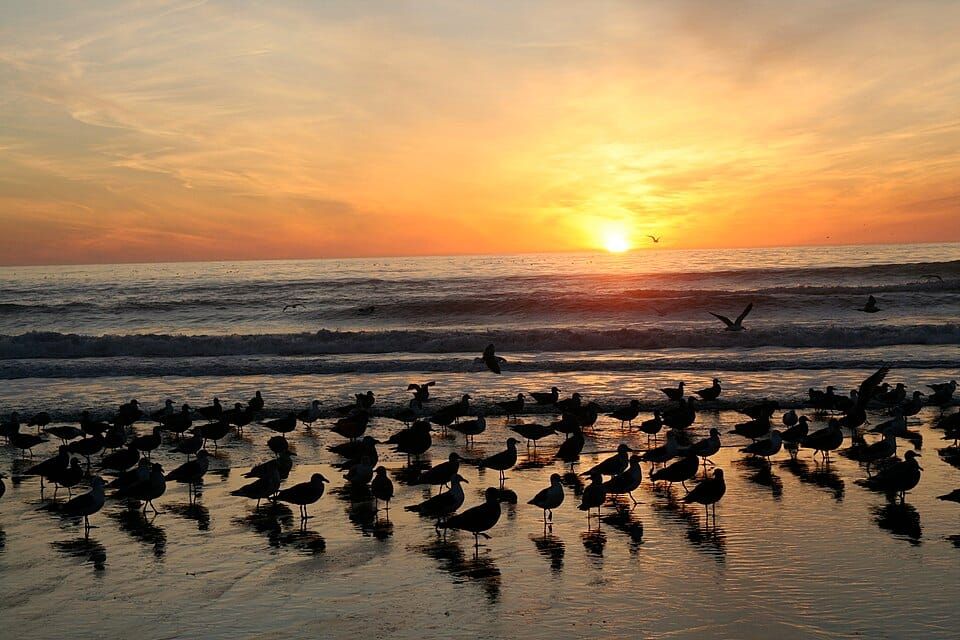 Manresa State Beach