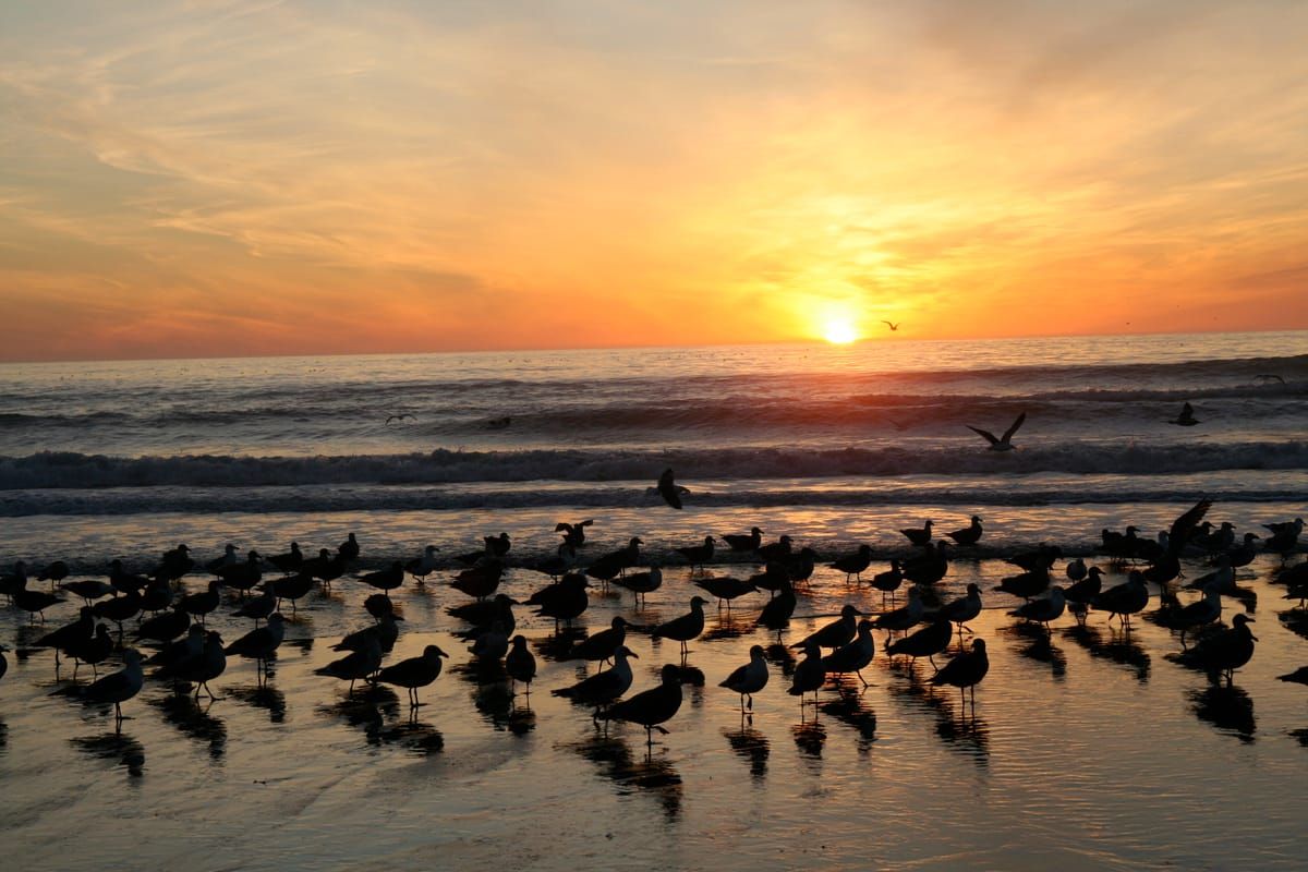 Manresa Uplands State Beach & Campground