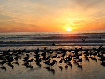 Manresa Uplands State Beach & Campground