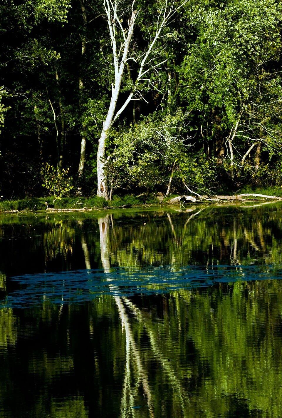 Radnor Lake