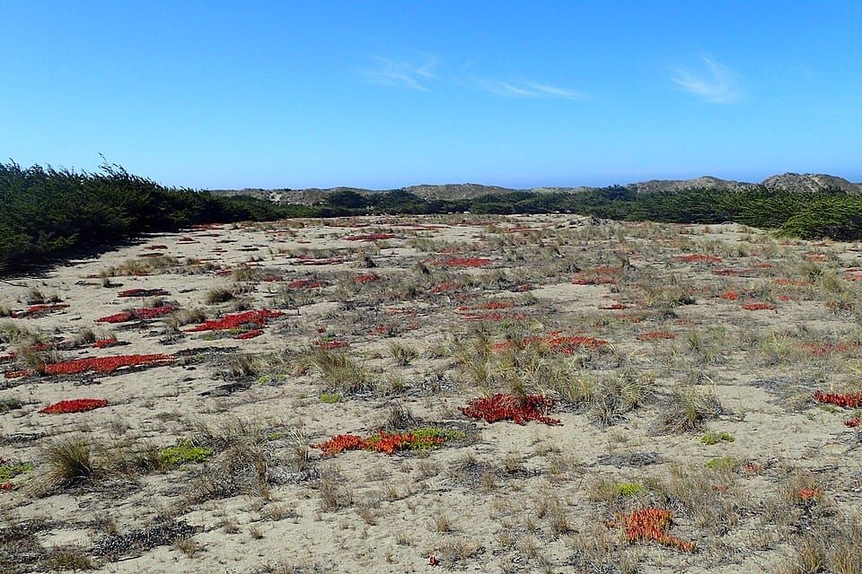 Bodega Dunes Beach
