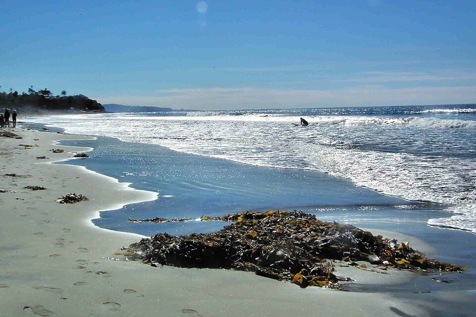 Cardiff State Beach
