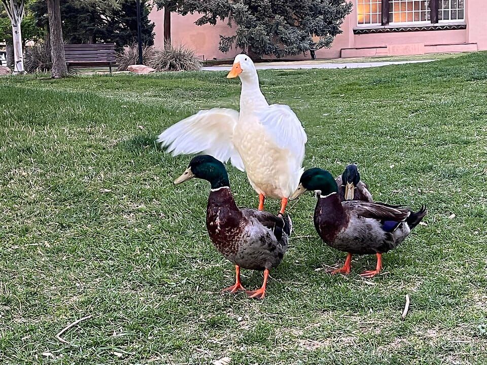 Duck Pond