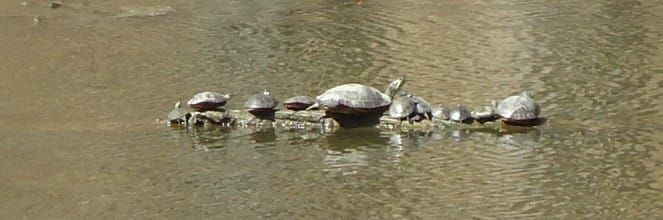 Turtle Lake Park