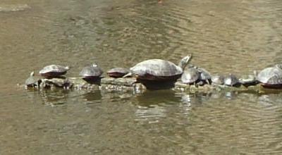Turtle Lake Park