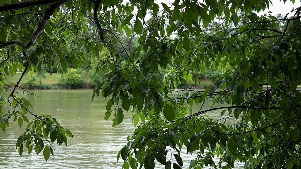 Lake Livingston State Park Pin Oak Loop