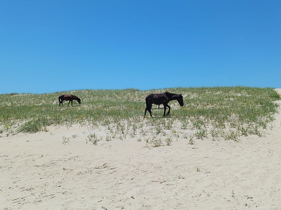 Corolla Beach