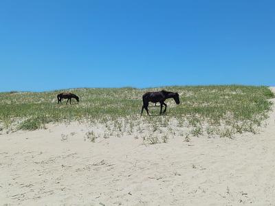 Corolla Beach